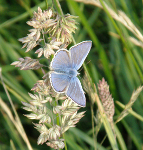 Common Blue Male on Cocksfoot